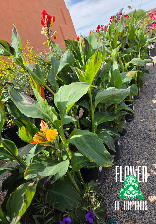 Shrubs - Canna Lily