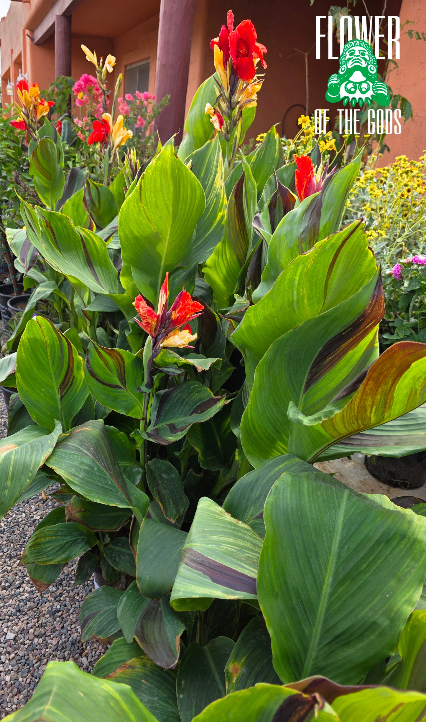 Shrubs - Canna Lily