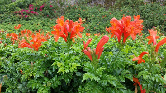 Shrubs - Cape Honeysuckle