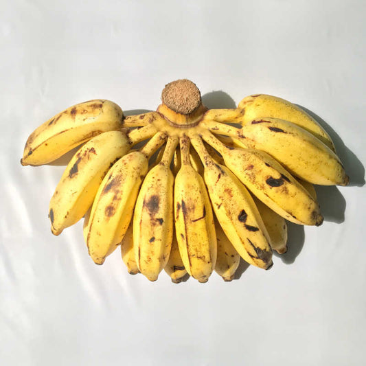 Tropical - Banana - Cavendish