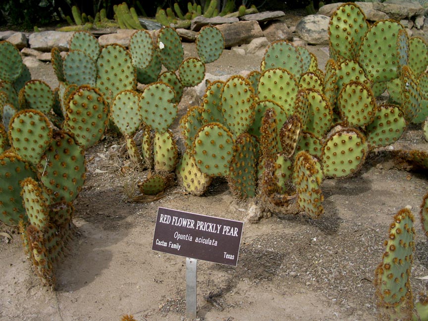Cactus - Prickly Pear (Chenille)
