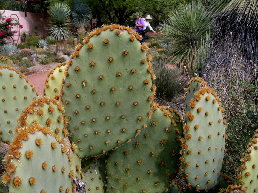 Cactus - Prickly Pear (Chenille)