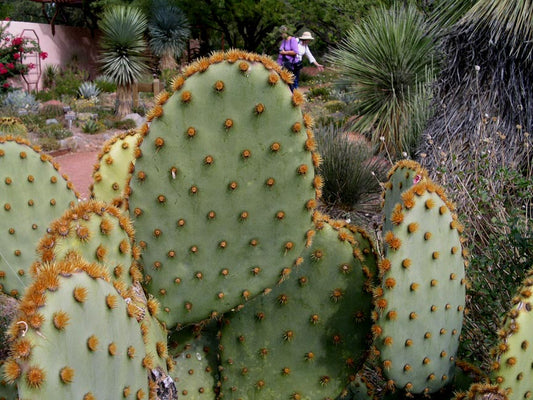 Cactus - Prickly Pear (Chenille)