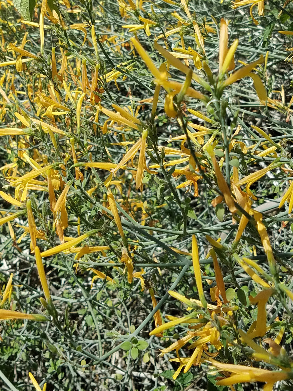 Shrubs - Chuparosa (yellow)
