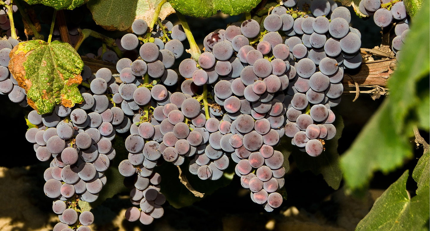 Grapes - Concord (Eastern) - PRE-ORDER