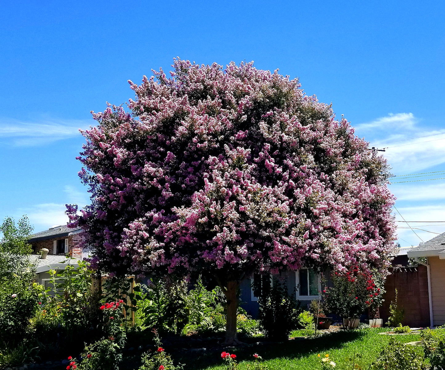 Shade - Crape Myrtle