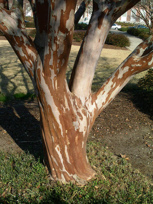 Shade - Crape Myrtle