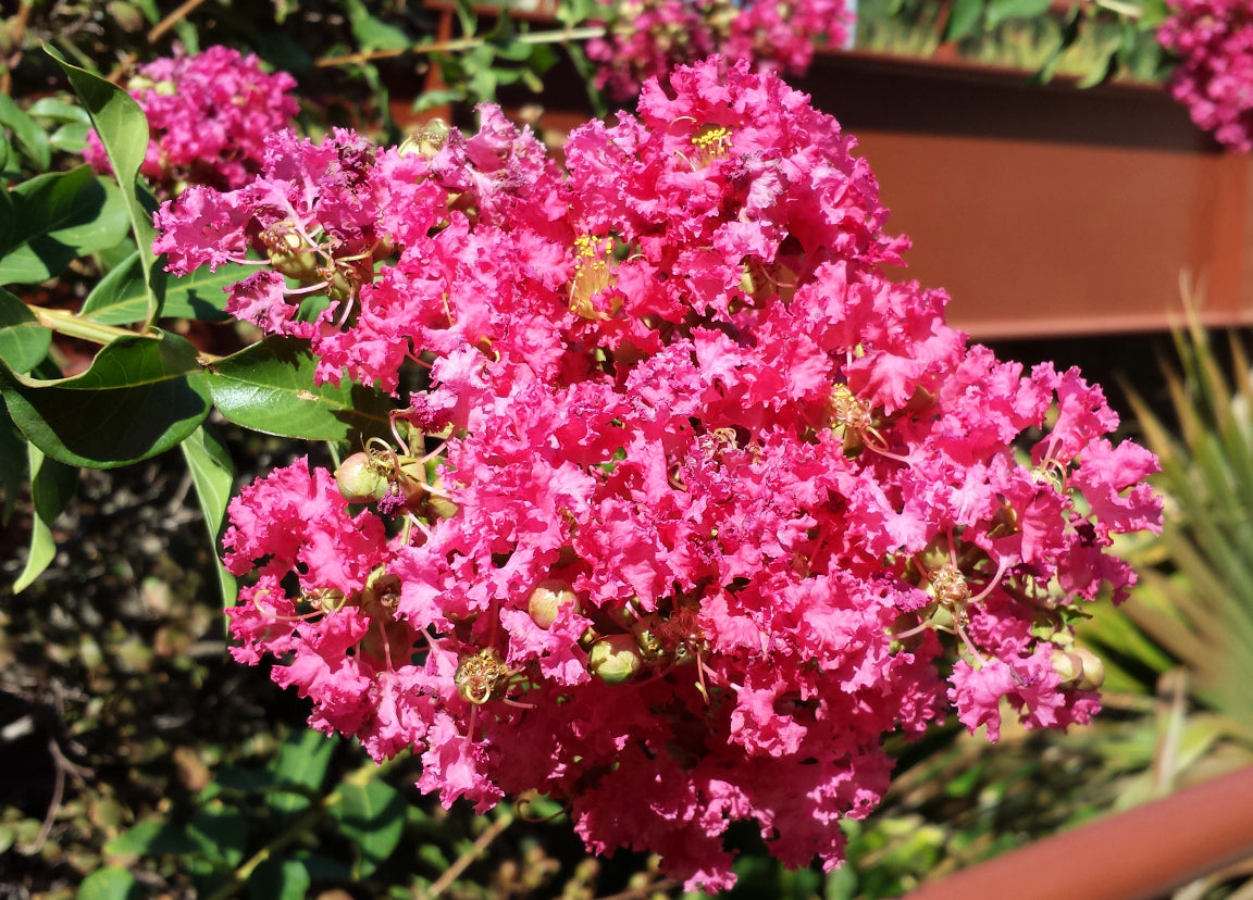 Shade - Crape Myrtle