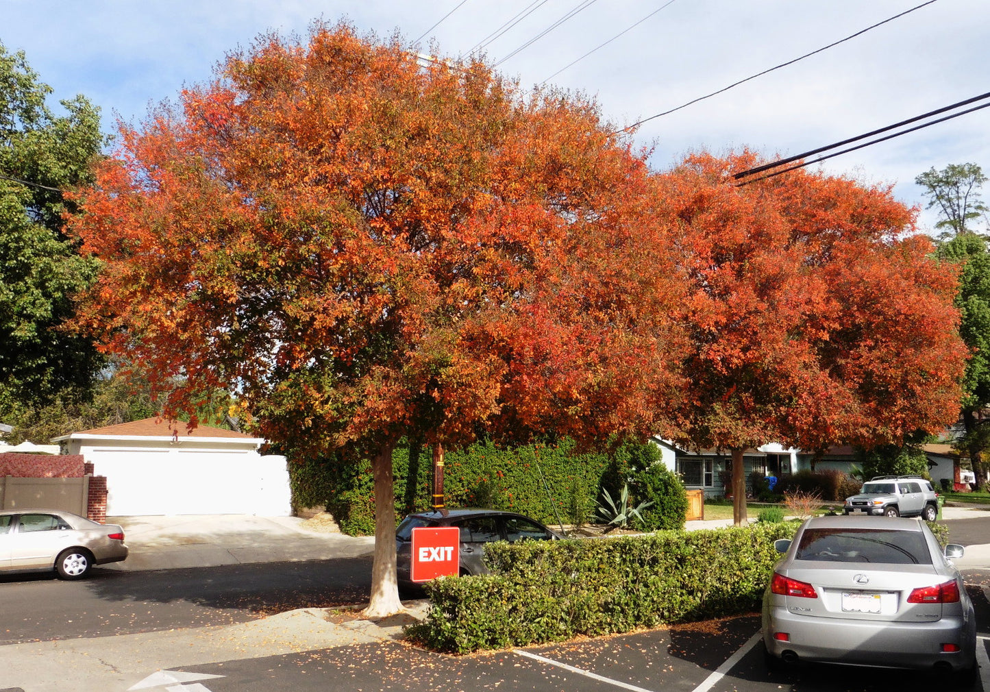 Shade - Crape Myrtle