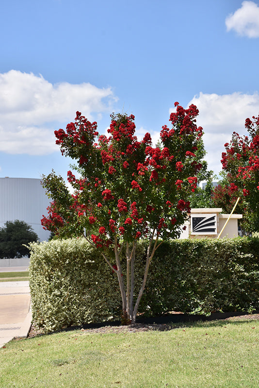 Shade - Crape Myrtle