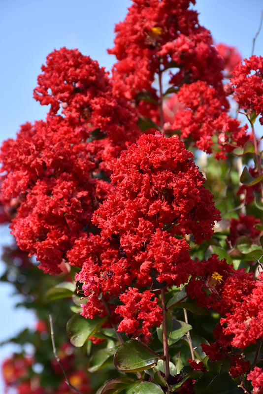 Shade - Crape Myrtle