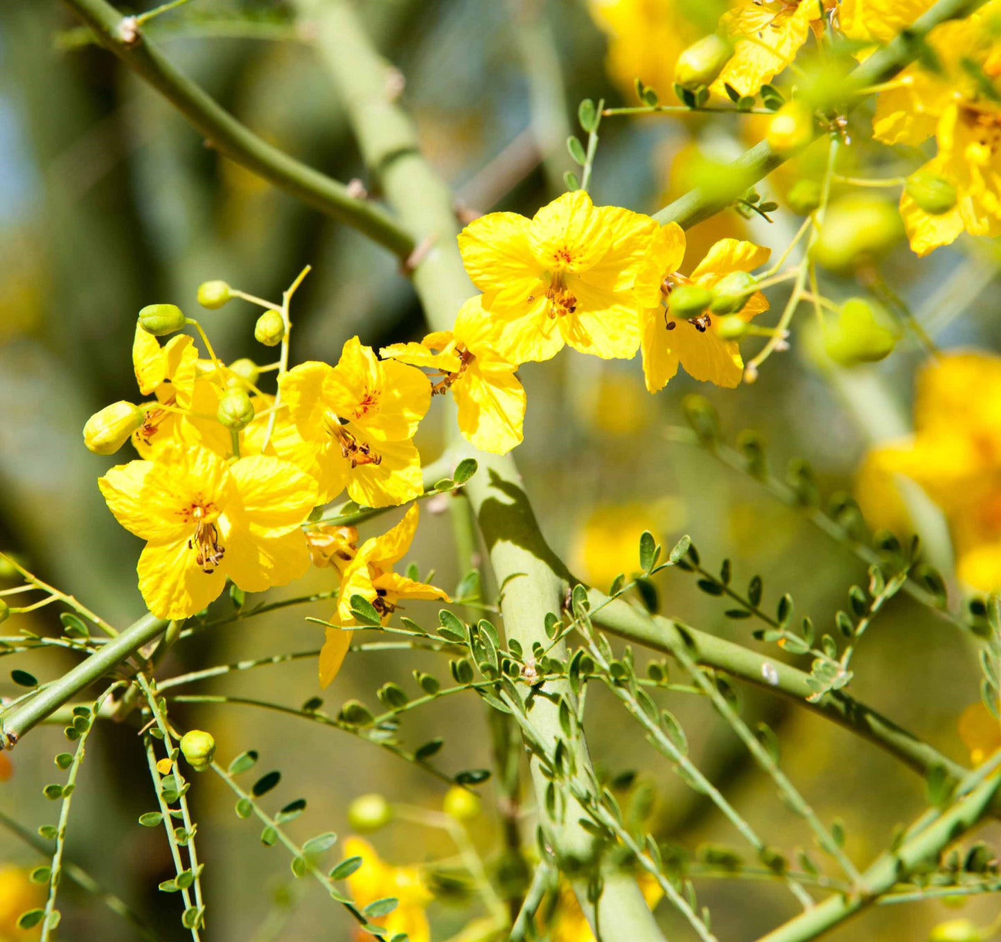 Shade - Desert Museum Palo Verde