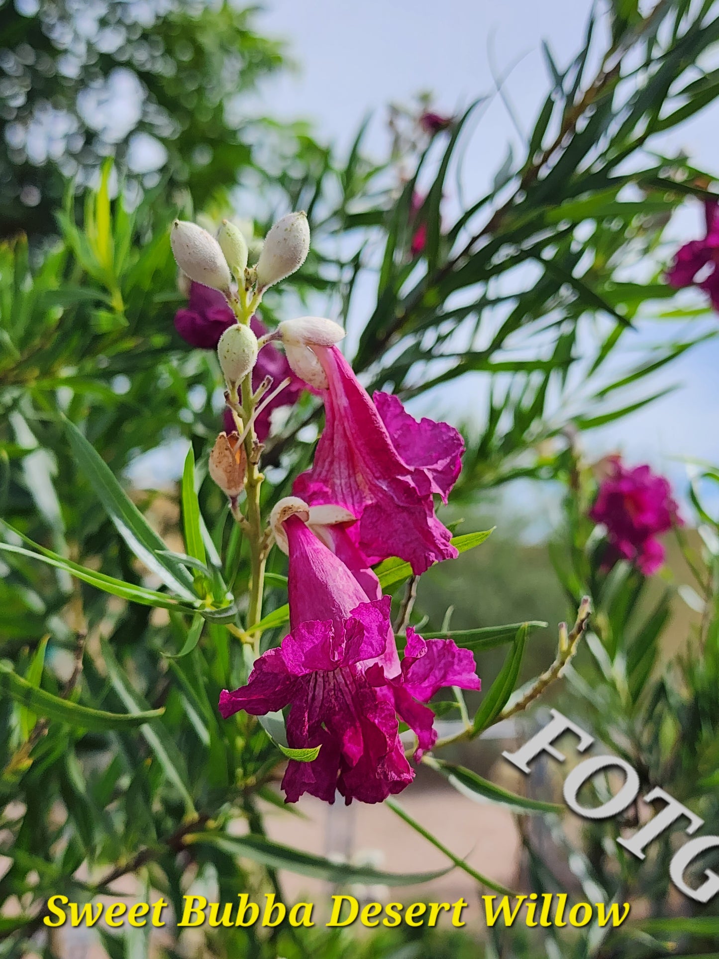 Shade - Desert Willow - Sweet Bubba