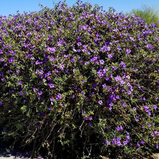 Shrubs - Ruellia - Desert