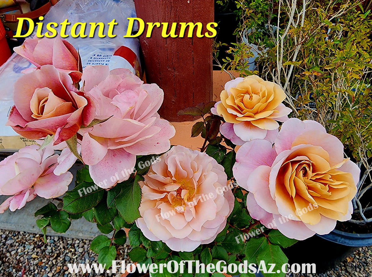 Roses - Distant Drums