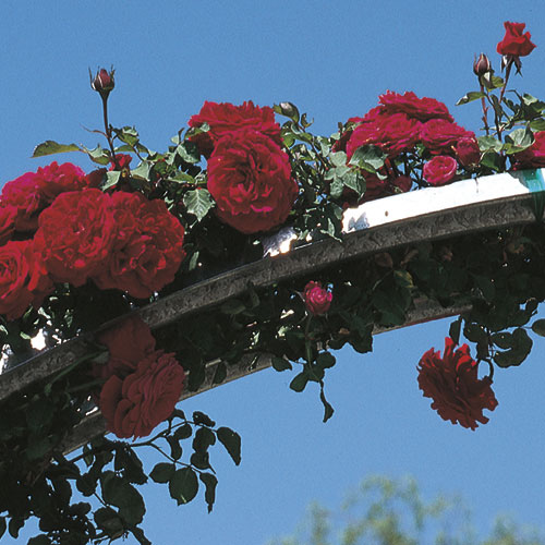 Roses - Don Juan (Climbing)