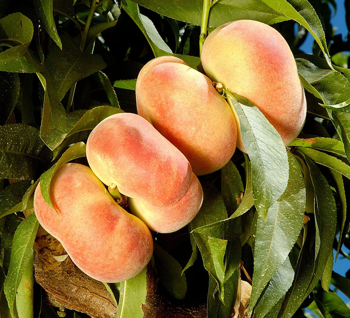 Peach - Donut Stark Saturn - PRE-ORDER