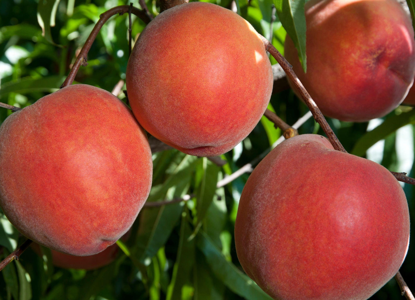 Peach - Double Jewel - PRE-ORDER