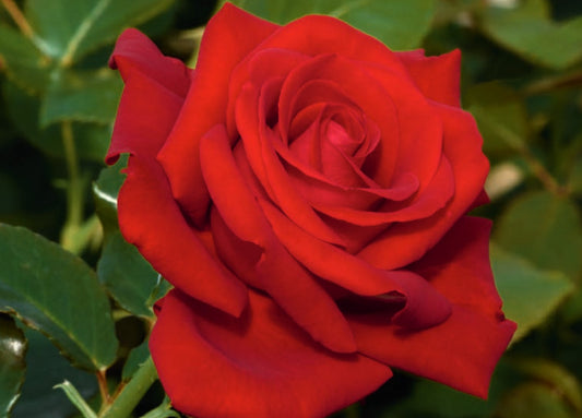 Roses - Drop Dead Red