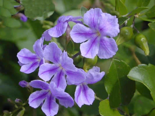 Vines - Purple Sky Flower