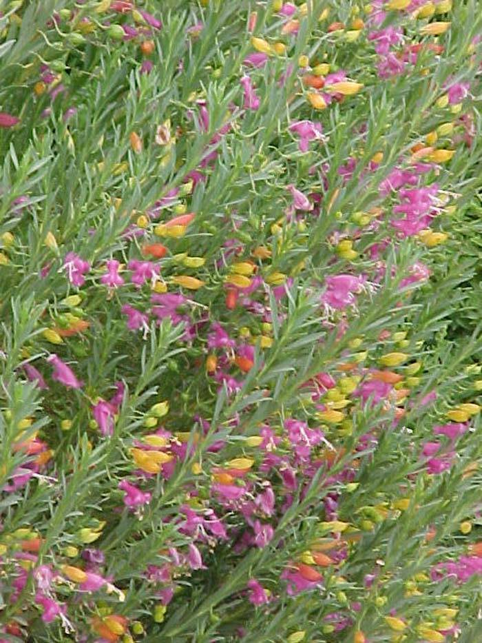 Shrubs - Emu Bush