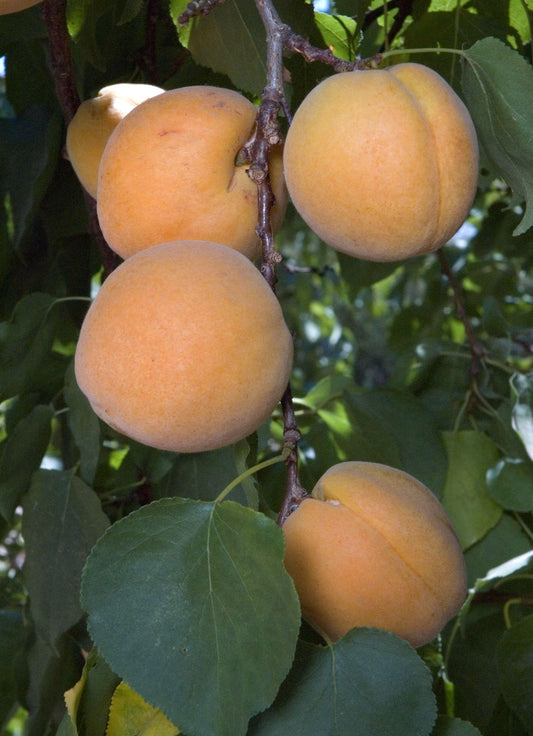 Apricot - Earli Autumn - PRE-ORDER
