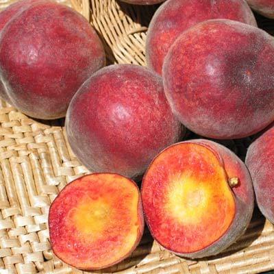 Peach - Earlitreat - PRE-ORDER