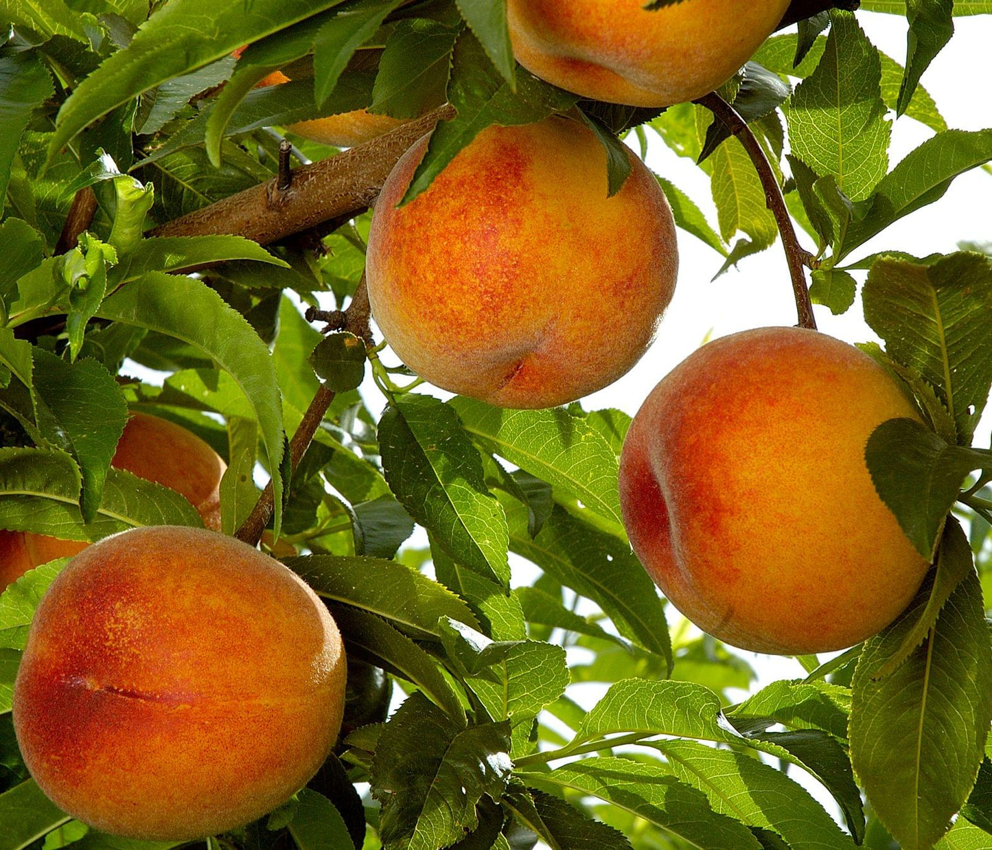 Peach - Early Amber