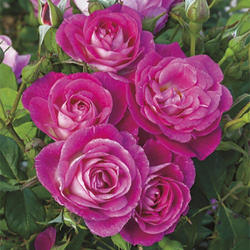 Tree Roses - Easy to Please
