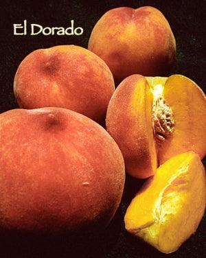 Peach - El Dorado - PRE-ORDER