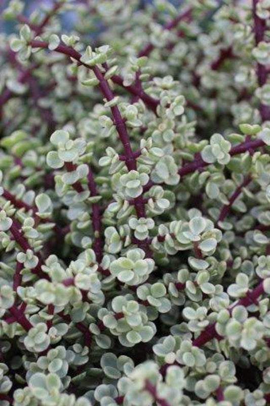 Shrubs - Elephant Food - variegated