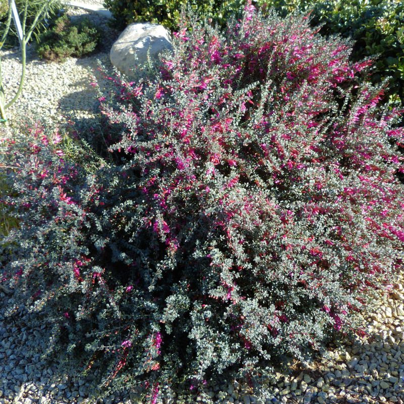 Shrubs - Emu Bush