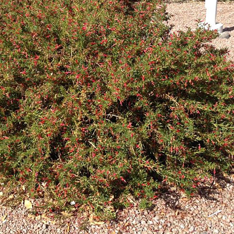 Shrubs - Emu Bush