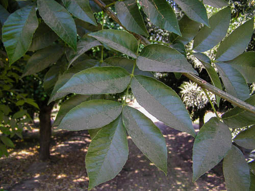 Shade - Ash - Fan West