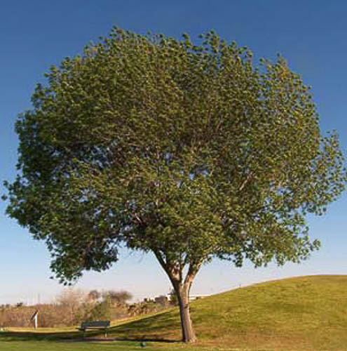 Shade - Fan West Ash