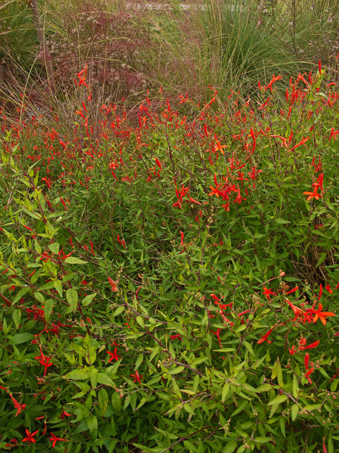 Shrubs - Flame Honeysuckle