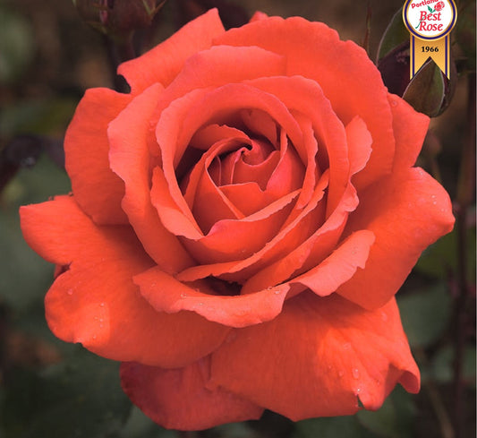 Tree Roses - Fragrant Cloud