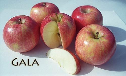 Apple - Gala