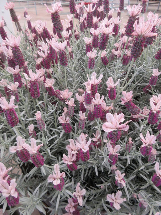 Shrubs - Spanish Lavender "Ghostly Princess"
