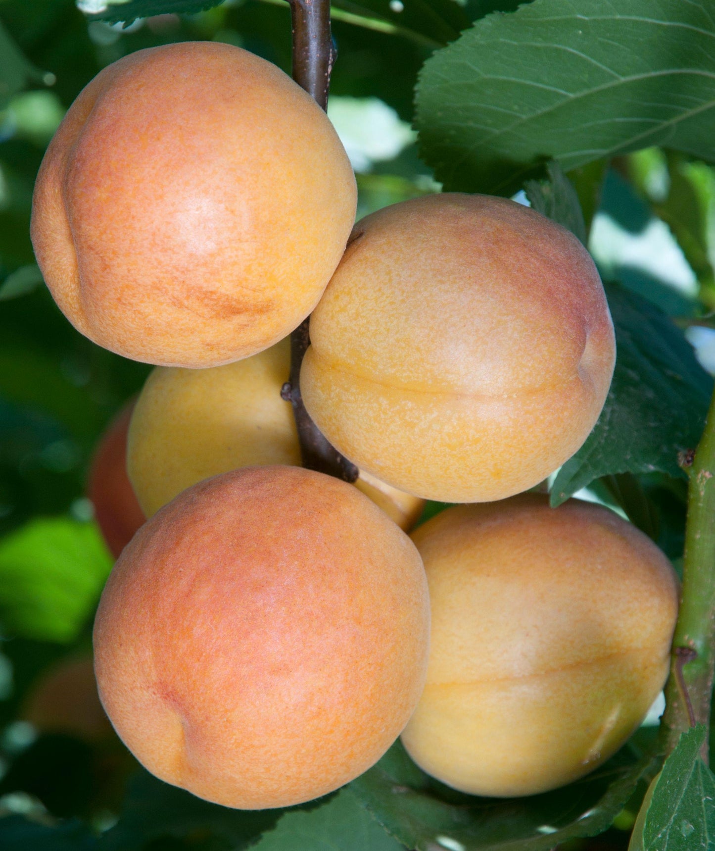 Apricot - Gold Kist - PRE-ORDER