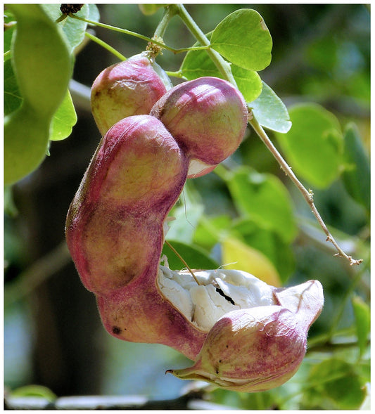 Shade - Guamuchil