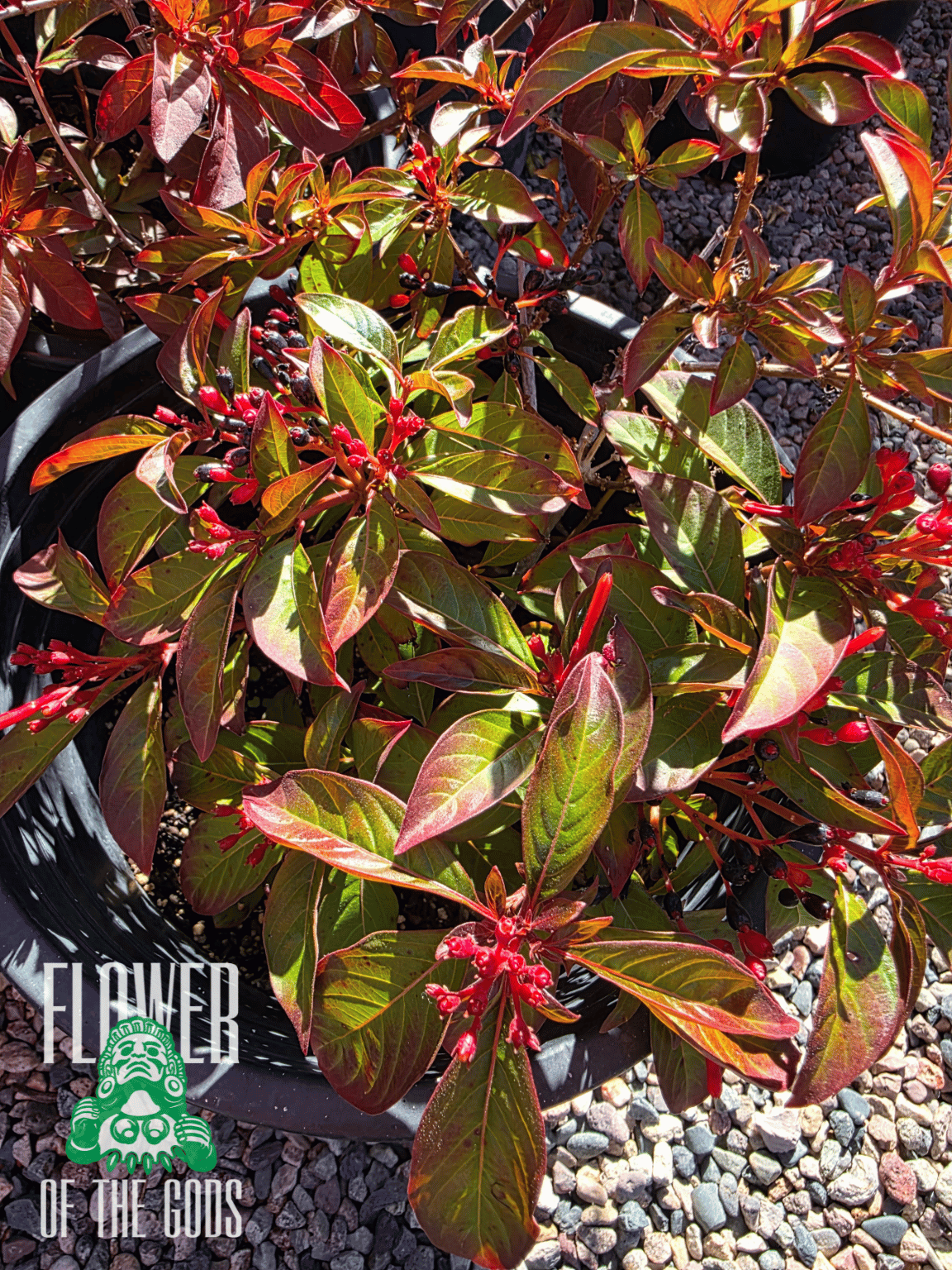Shrubs - Firecracker Bush