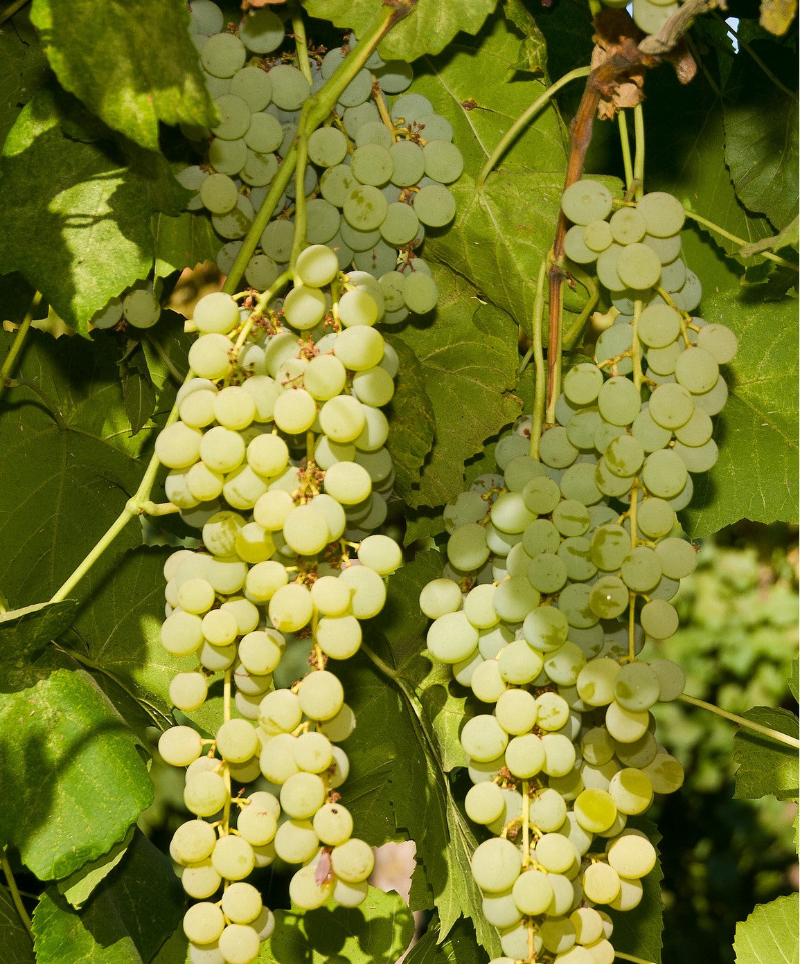 Grapes - Himrod Seedless