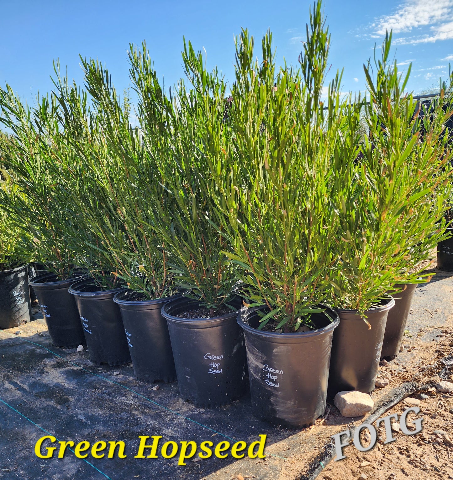 Shrubs - Hopseed