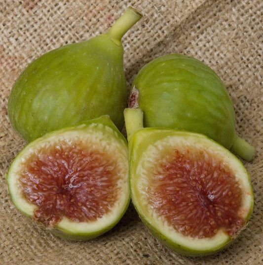 Figs - Ischia Green - PRE-ORDER
