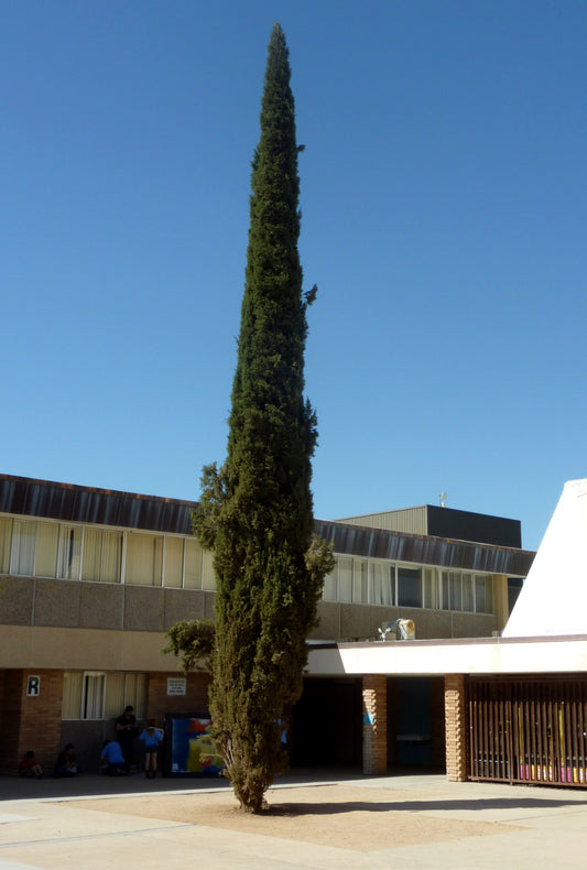 Shade - Italian Cypress