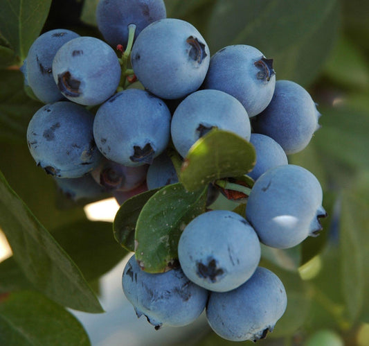 Blueberry - Jewel