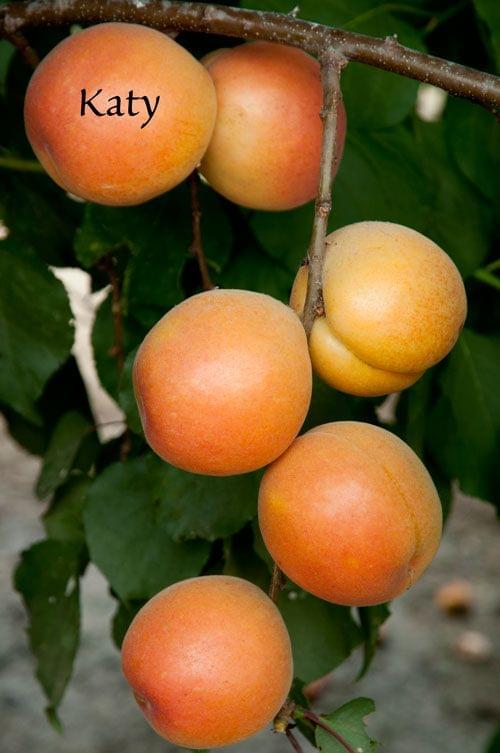 Apricot - Katy