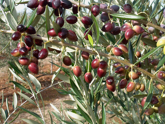 Olives - Koroneiki