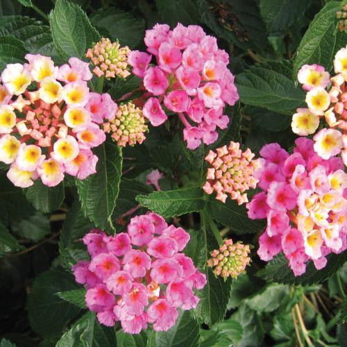 Shrubs - Lantana